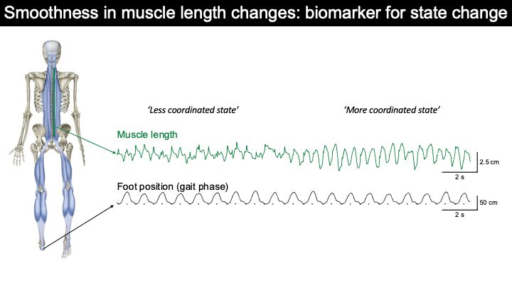Muscle length oscillations during running